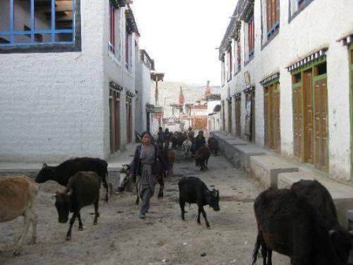 TREKKING IN MUSTANG 2010